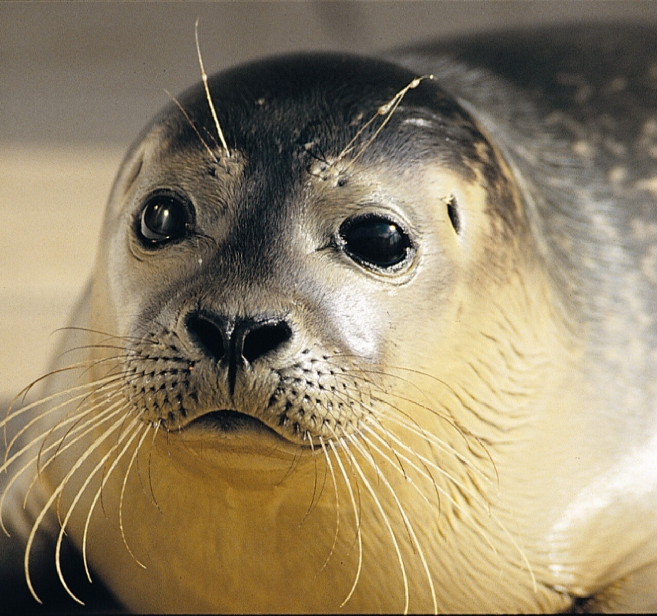 Zeehonden-wadlooptocht